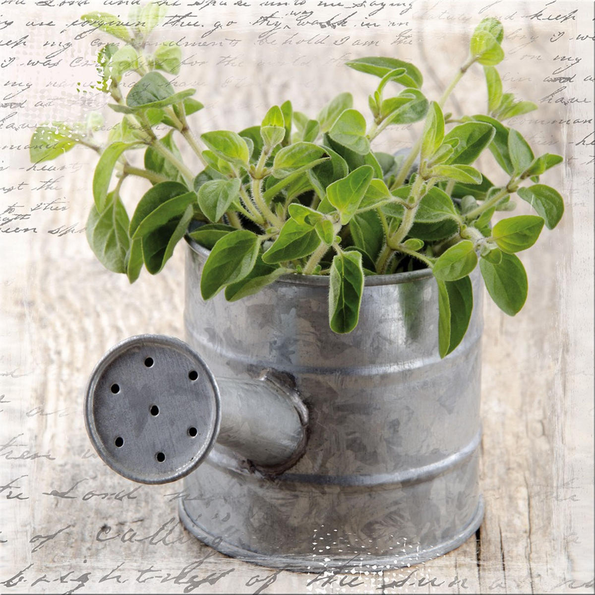 GLASBILD 30x30 cm Küche Kräuter - Anthrazit, Glas (30/30cm) - artissimo