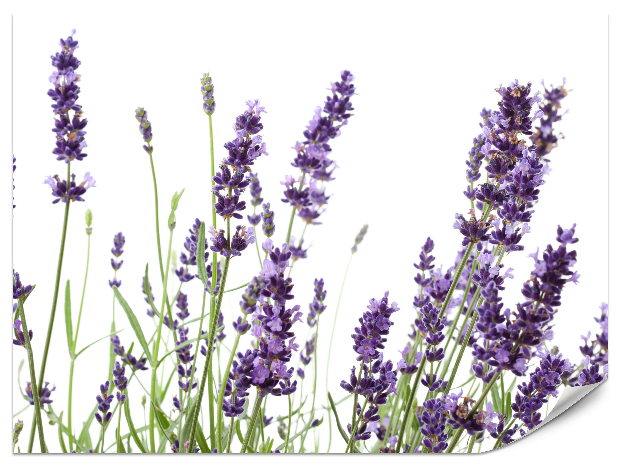 FOTOTAPETE für Küche Lavendelblüten Weißer Hintergrund 300x210 - Violett/Lila, Papier (300/210cm) - Muralo