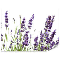 FOTOTAPETE für Küche Lavendelblüten Weißer Hintergrund 300x210 - Violett/Lila, Papier (300/210cm) - Muralo
