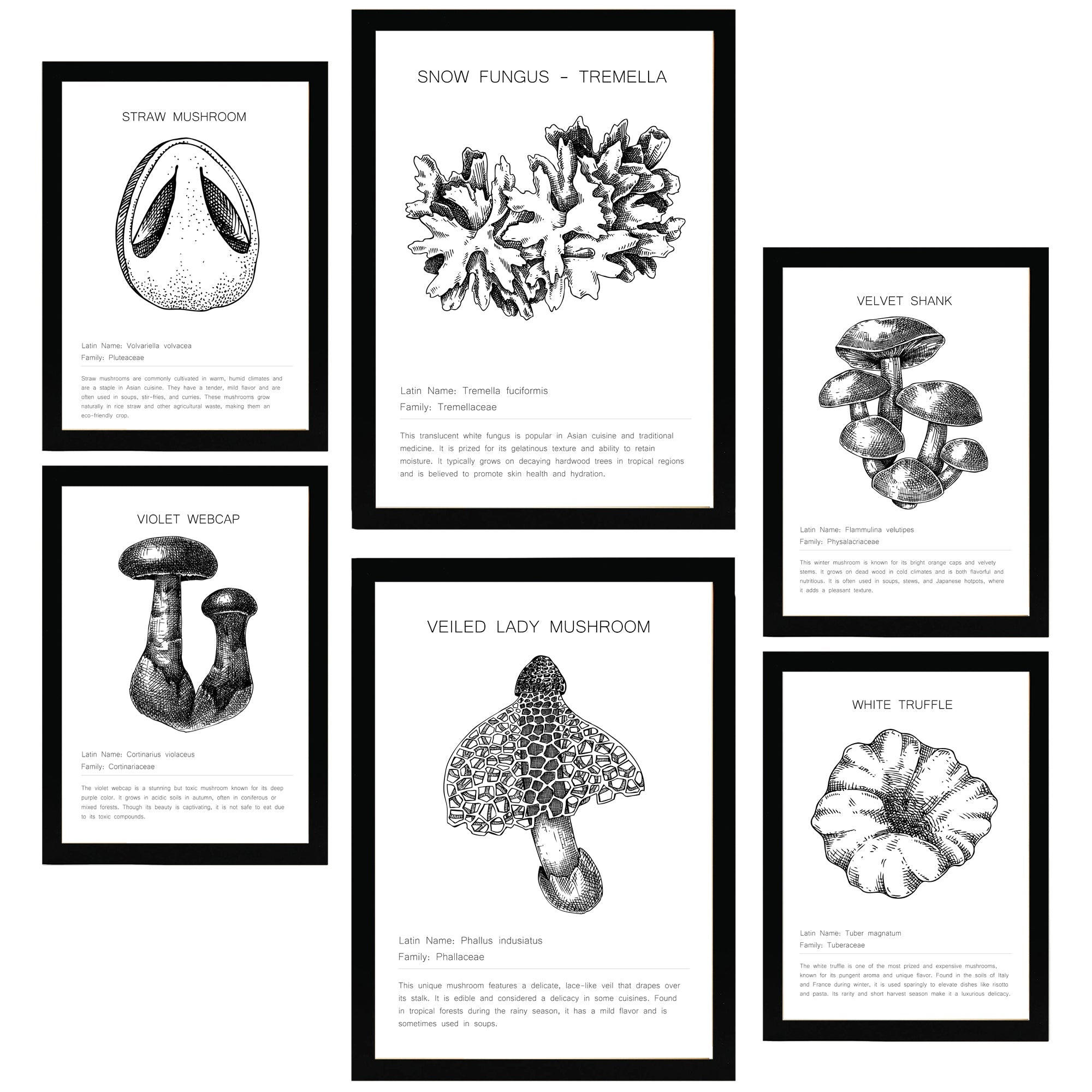 POSTER Set Mit 6 Pilzkomposition Arten & Details A3 & A4 Schwarzer Rahmen - Schwarz, Papier (29/3cm) - Nacnic