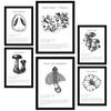 POSTER Set Mit 6 Pilzkomposition Arten & Details A3 & A4 Schwarzer Rahmen - Schwarz, Papier (29/3cm) - Nacnic