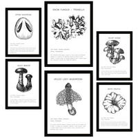 POSTER Set Mit 6 Pilzkomposition Arten & Details A3 & A4 Schwarzer Rahmen - Schwarz, Papier (29/3cm) - Nacnic