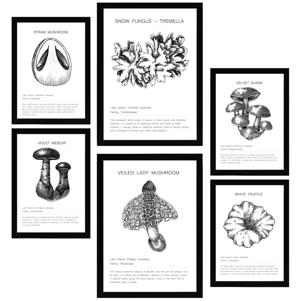 POSTER Set Mit 6 Pilzkomposition Arten & Details A3 & A4 Schwarzer Rahmen - Schwarz, Papier (29/3cm) - Nacnic