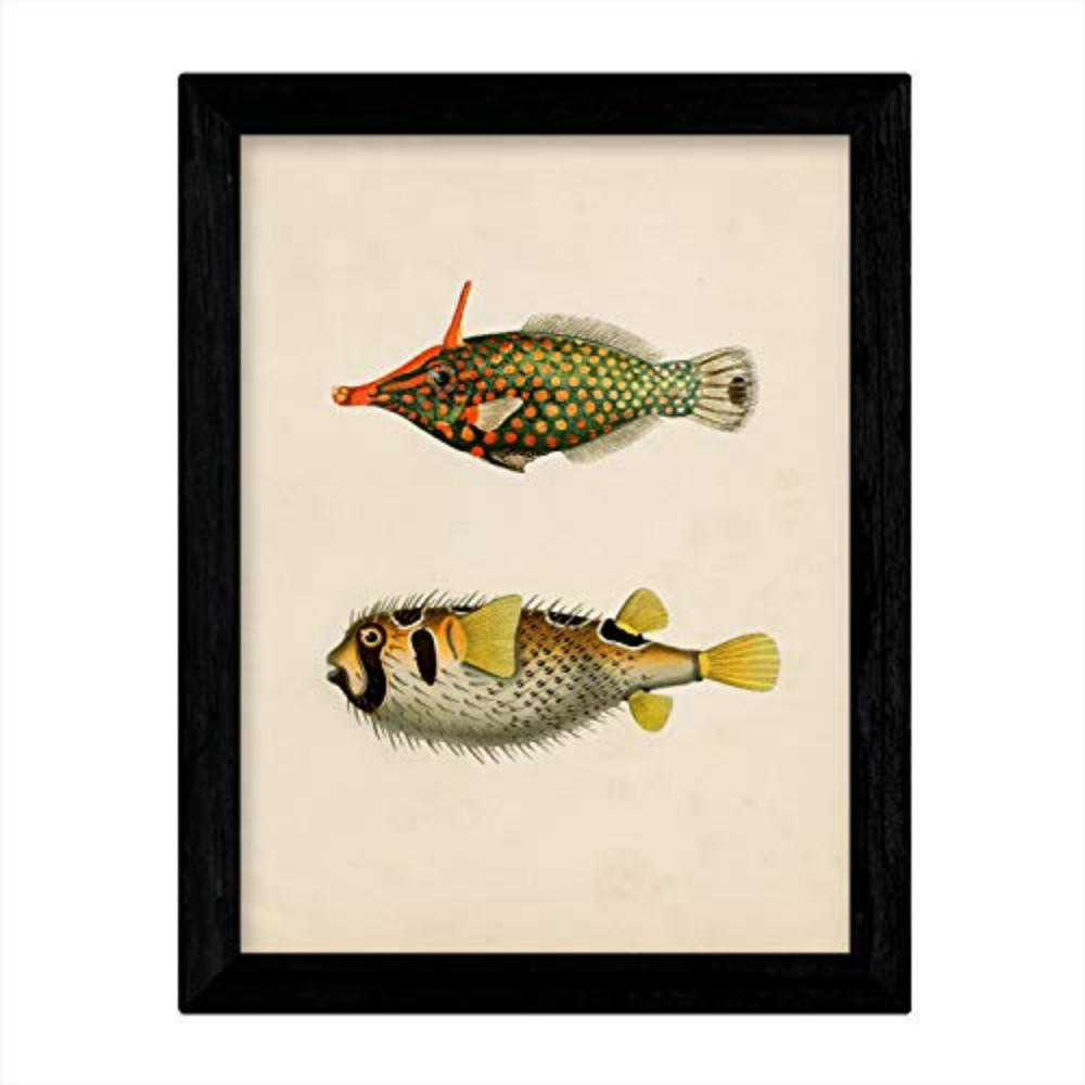 POSTER Fish – Vintage A4 Rahmenlos - Klar, Papier (29.7/5/21cm) - Nacnic