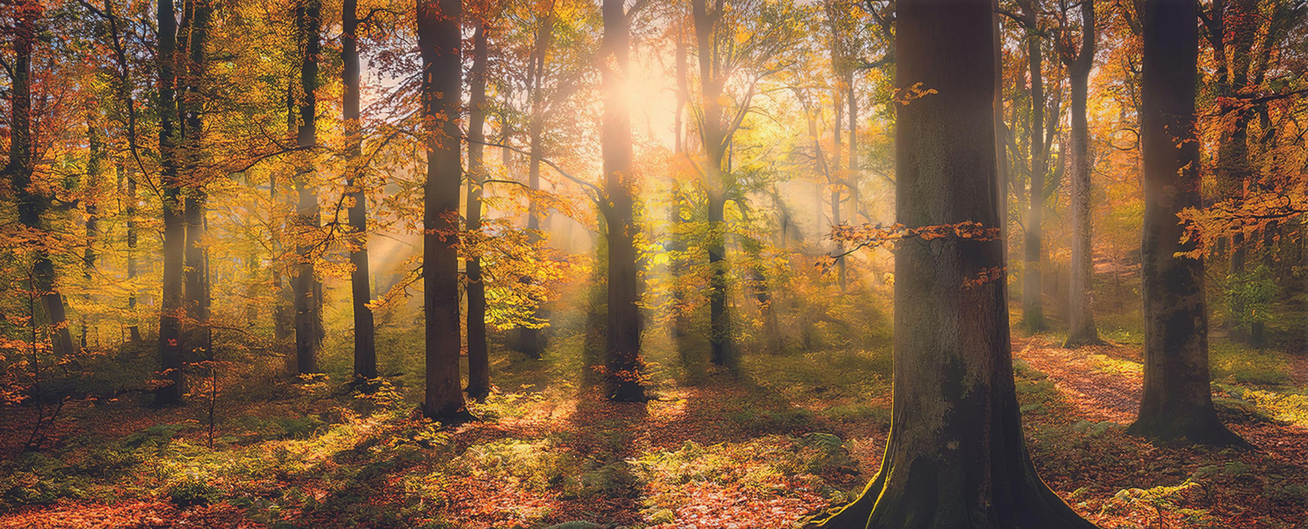 GLASBILD 125x50 cm Herbst Wald - Braun, Glas (125/50cm) - artissimo