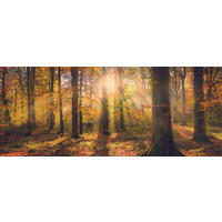GLASBILD 125x50 cm Herbst Wald - Braun, Glas (125/50cm) - artissimo