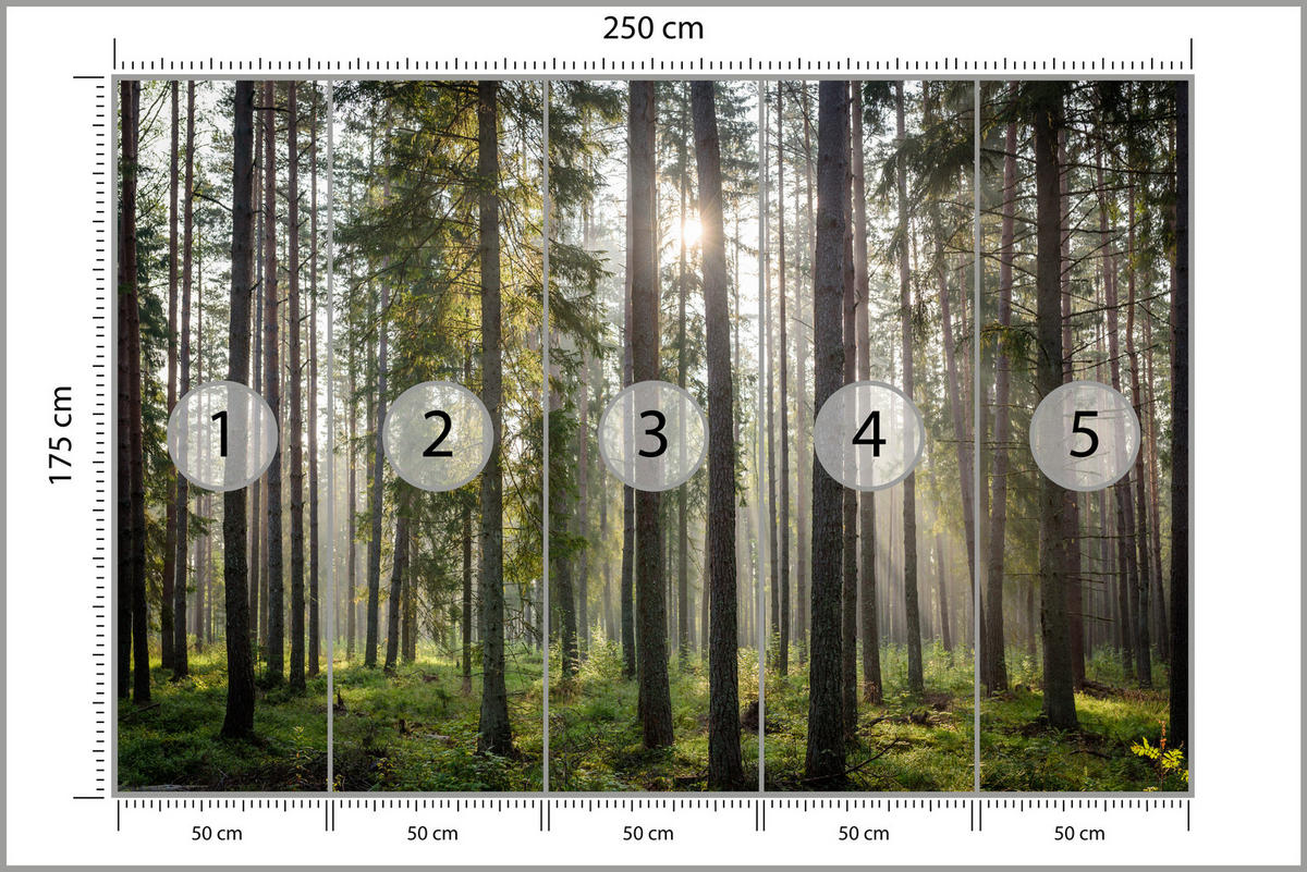 FOTOTAPETE für Wohnzimmer WALD Sonnenaufgang Moos Bäume Grün 250x175 - Braun/Grau, Papier (250/175cm) - Muralo