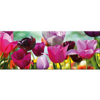 GLASBILD 80x30 cm Tulpen Bunt Pink Rot - Gelb, Glas (80/30cm) - artissimo