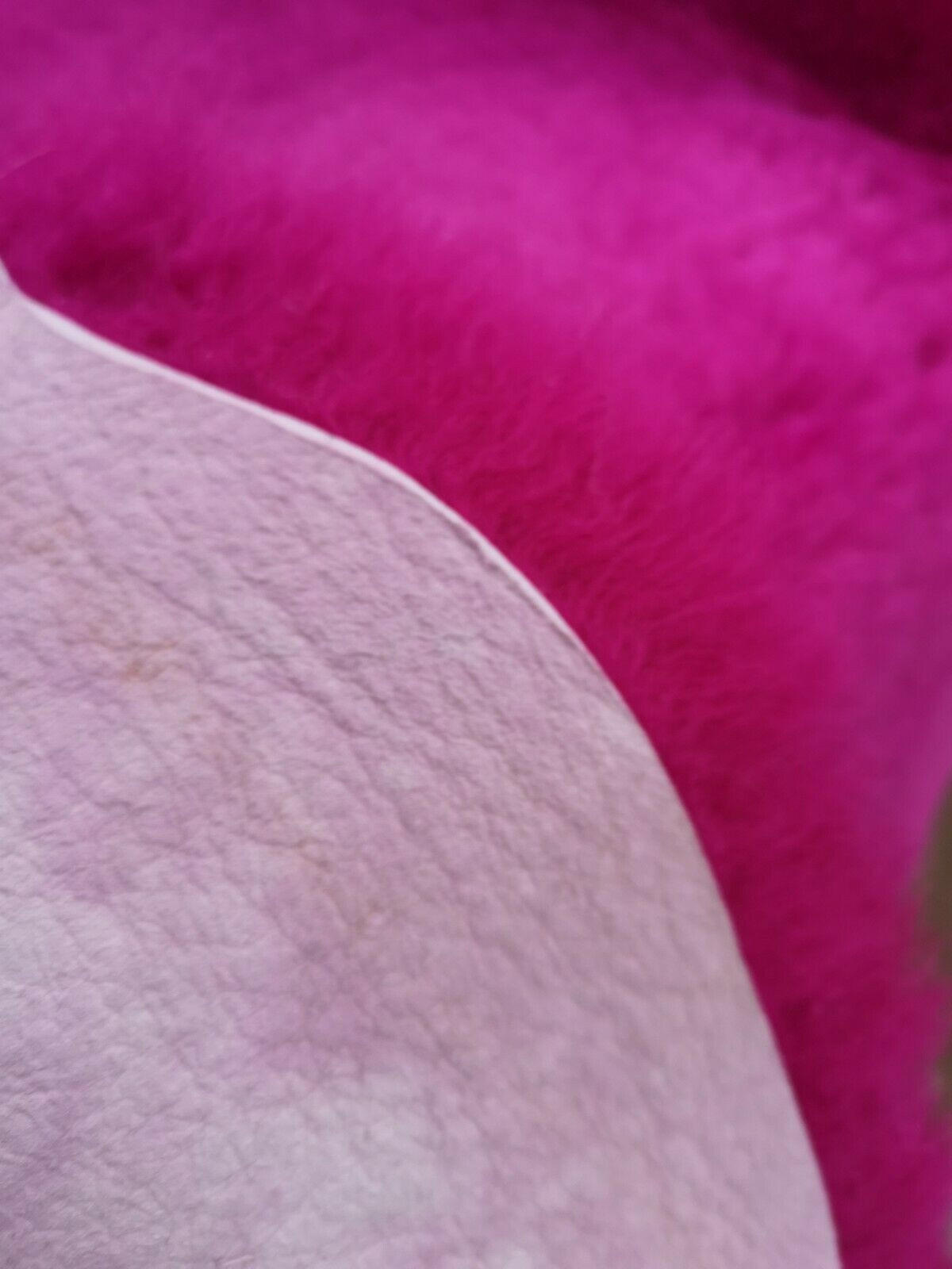 FELL Deutsches Merino Lammfell Schaffell Fuchsia Pink ca. 125 cm - Pink, Fell (70/125cm) - Provellus