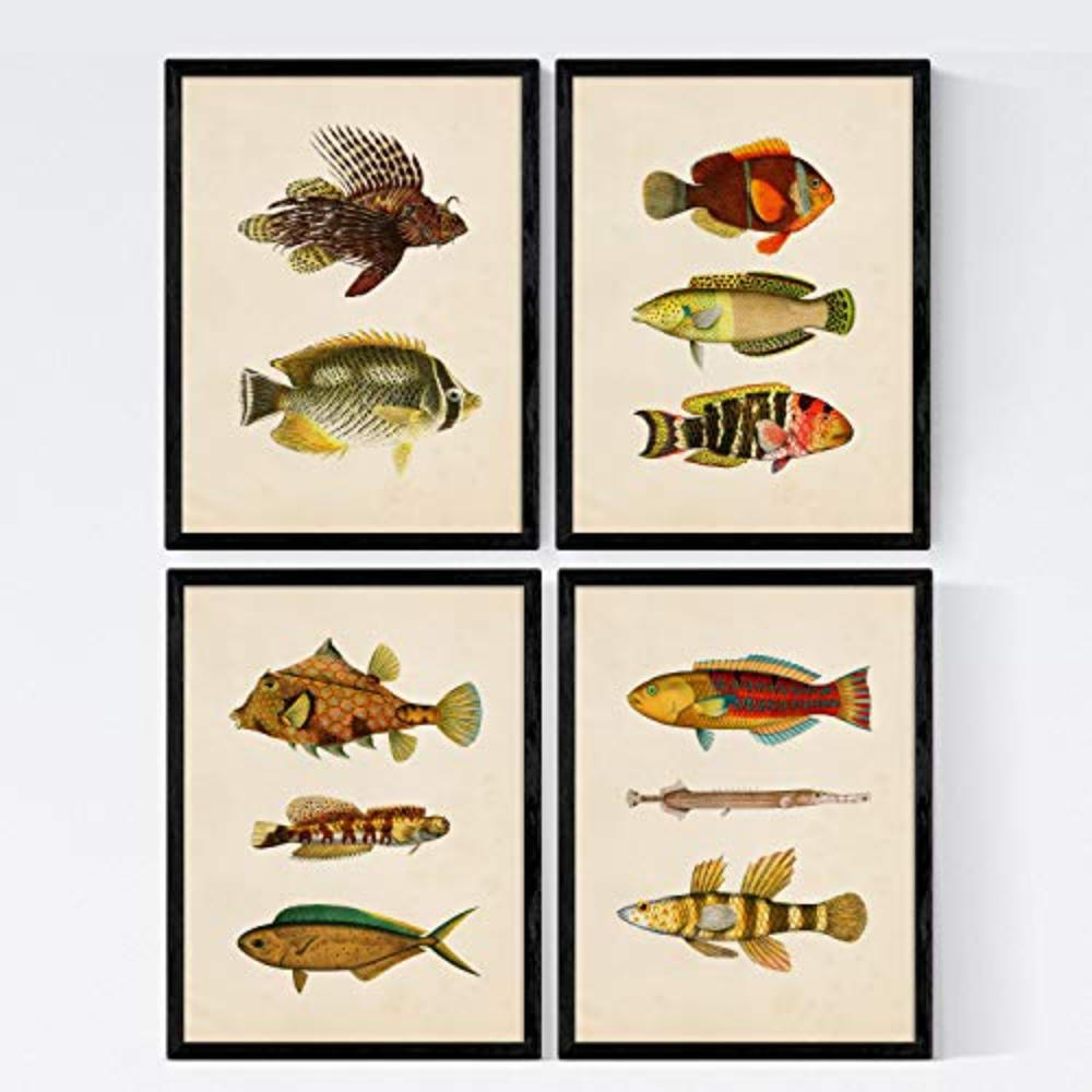 POSTER Set mit 4 Norden 11 verschiedenen Fischen A3 Rahmenlos - Klar, Papier (29.7/3cm) - Nacnic