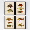 POSTER Set mit 4 Norden 11 verschiedenen Fischen A4 Rahmenlos - Klar, Papier (29.7/3cm) - Nacnic