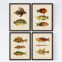 POSTER Set mit 4 Norden 11 verschiedenen Fischen A3 Rahmenlos - Klar, Papier (29.7/3cm) - Nacnic