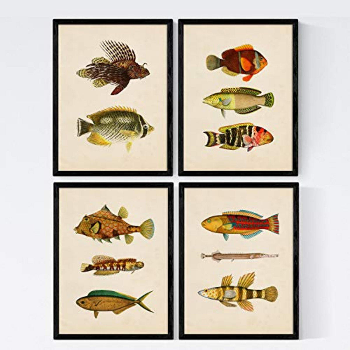 POSTER Set mit 4 Norden 11 verschiedenen Fischen A3 Rahmenlos - Klar, Papier (29.7/3cm) - Nacnic
