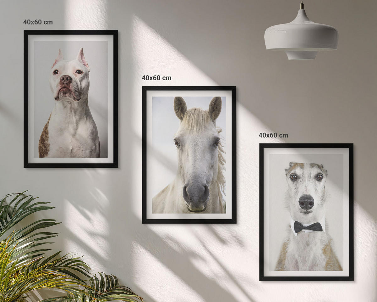 BILDER SET 3er Set - 40x60 cm Schwarzer Rahmen - Elegante Porträts von Hunden und Pferden - Schwarz, Kunststoff (40/60cm) - TULUP