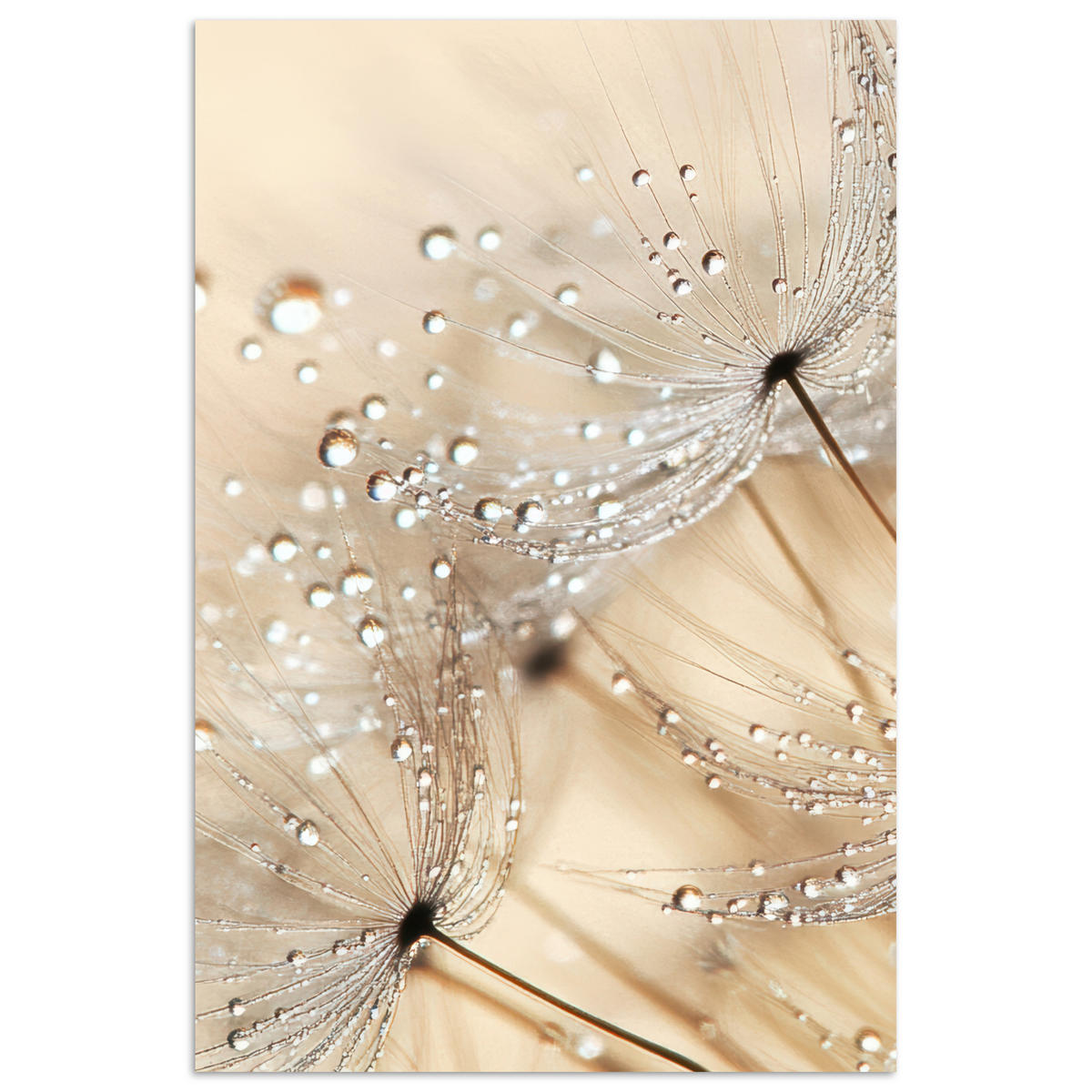 POSTER Löwenzahn - Abstrakt - Natur - Beige 20x30 cm - Braun, Papier (20/30/0.1cm) - MuchoWow