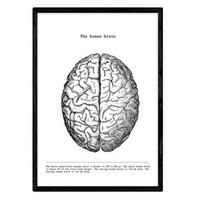 POSTER Anatomie Gehirn A4 Rahmenlos - Klar, Papier (29.7/5/21cm) - Nacnic