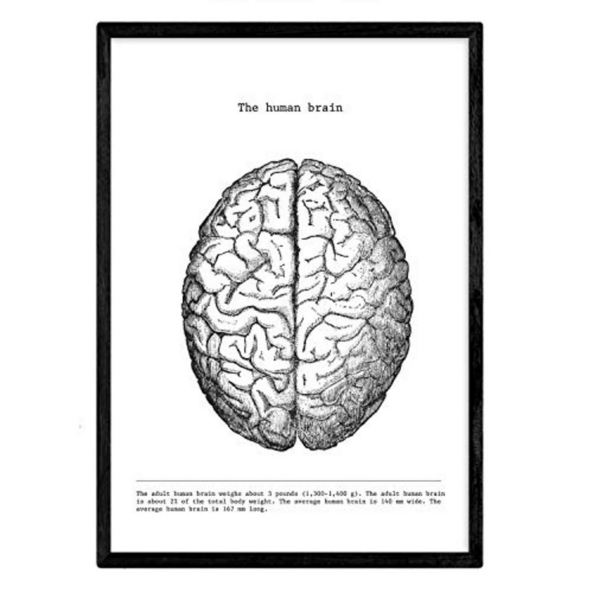 POSTER Anatomie Gehirn A4 Rahmenlos - Klar, Papier (29.7/5/21cm) - Nacnic