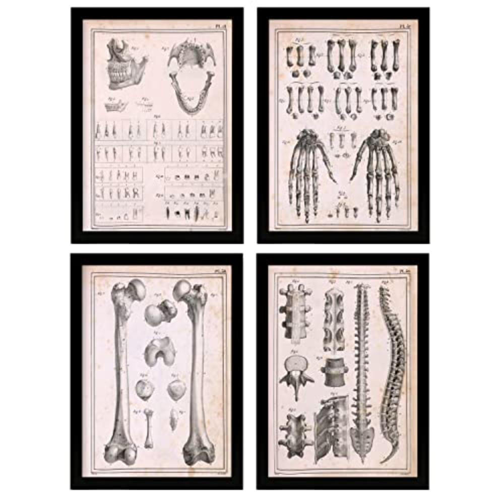 POSTER Set mit 4 Anatomieknochen, Händen, Madivula und Rücken A4 Rahmenlos - Klar, Papier (29.7/3cm) - Nacnic