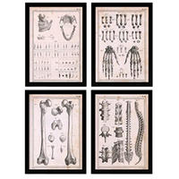 POSTER Set mit 4 Anatomieknochen, Händen, Madivula und Rücken A4 Rahmenlos - Klar, Papier (29.7/3cm) - Nacnic