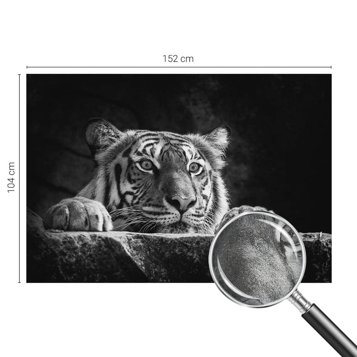FOTOTAPETE 152x104 cm - Raubtierblick - Türkis, Textil (152/104cm) - Wallfluent
