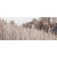 GLASBILD 125x50 cm Natur Boho beige - Beige, Glas (125/50cm) - artissimo