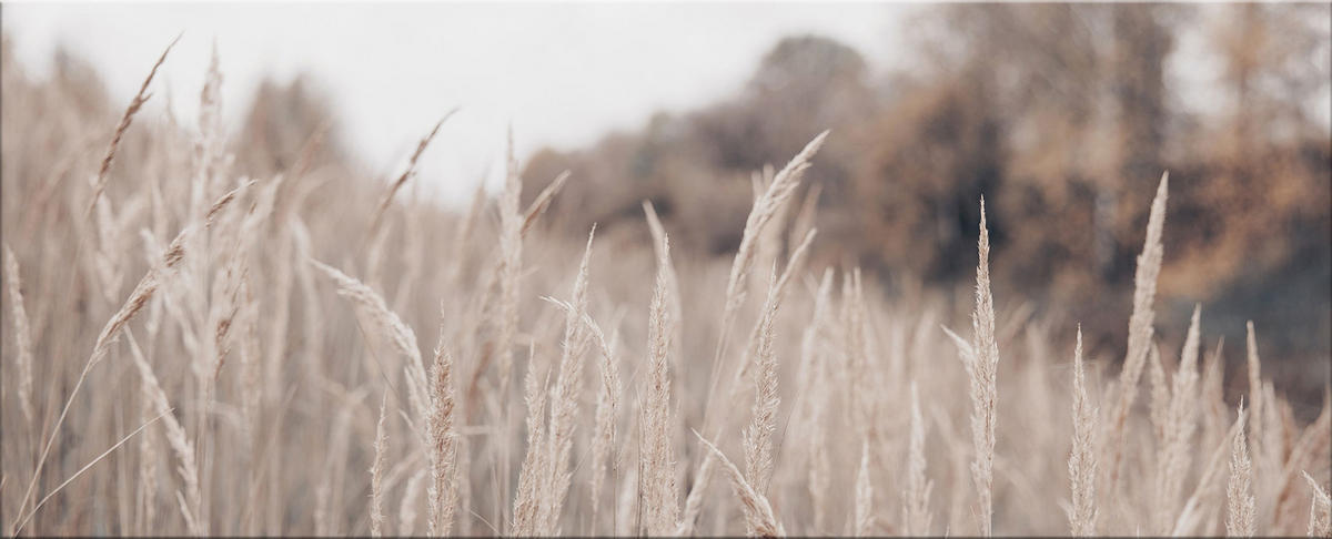 GLASBILD 125x50 cm Natur Boho beige - Beige, Glas (125/50cm) - artissimo