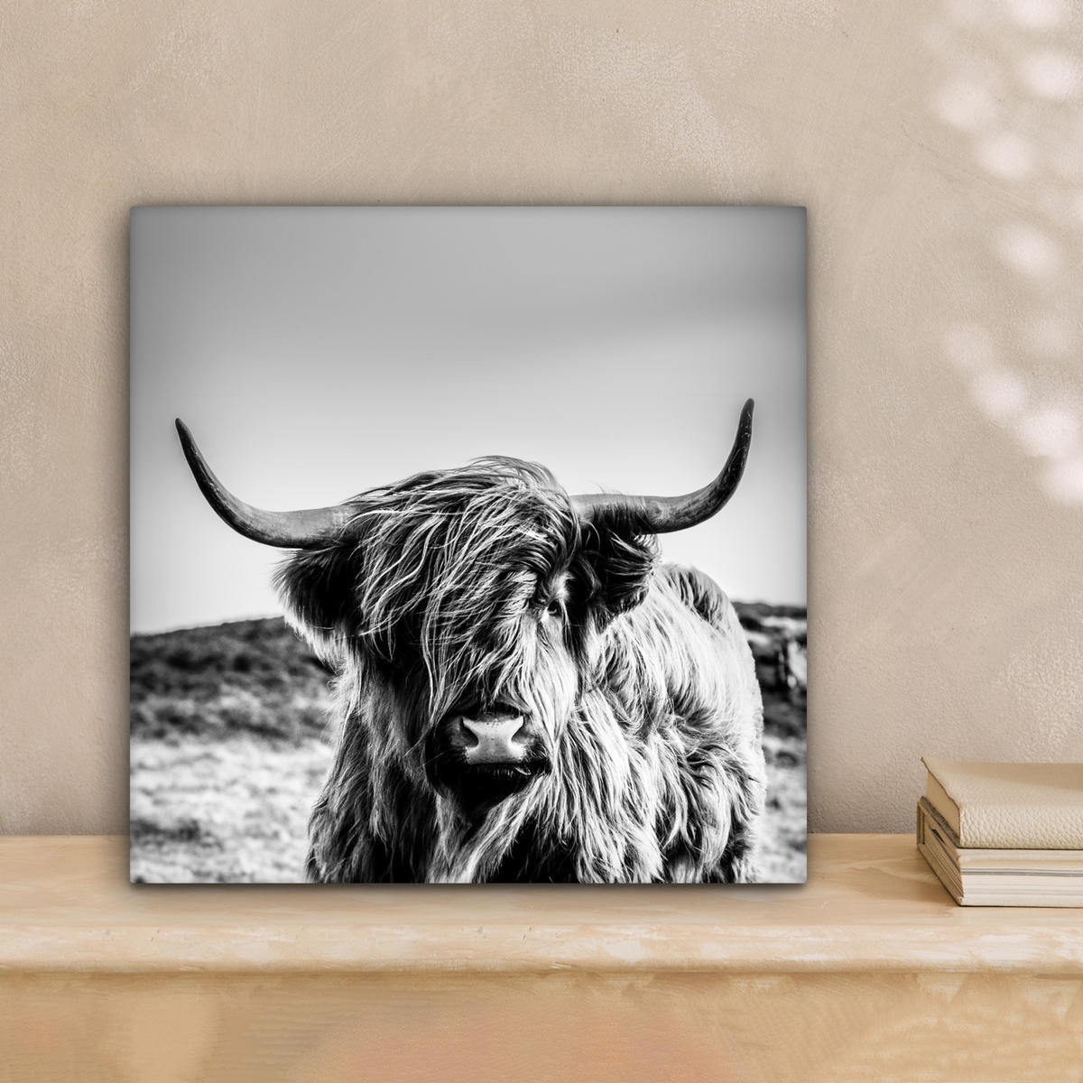 OBRAZ NA PLÁTNĚ Kráva - Skotský horal - Černá - Bílá - Zvíře - Příroda - Divoká zvěř 20x20 cm - černá, textil (20/20cm) - MuchoWow