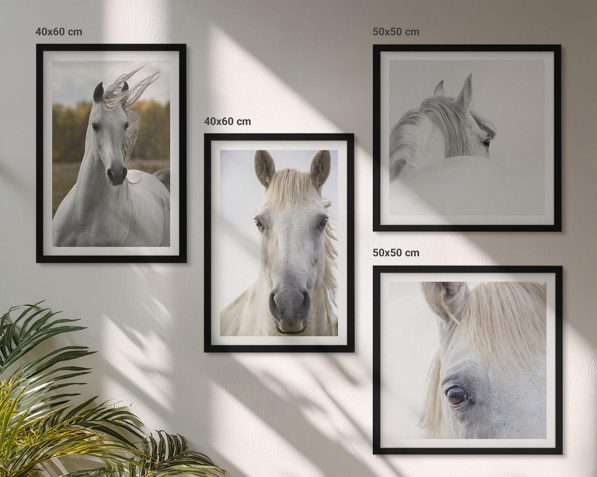 WANDBILDER 4er-Set - 50x50 cm & 40x60 cm Schwarzer Rahmen - Weiße Pferde - Schwarz, Kunststoff (50/50cm) - ArtPrintCave