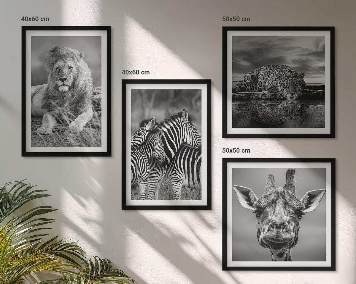 BILDER SET 4er Set - 50x50 cm & 40x60 cm Schwarzer Rahmen - Wildtiere Löwe Jaguar Giraffe Zebras - Schwarz, Kunststoff (50/50cm) - TULUP