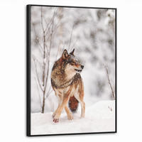 LEINWAND Bilder mit Rahmen - Wolf - Winter - Schnee - Natur - Tiere - 70x100 - Haselnussfarben, Textil (70/100cm) - MuchoWow