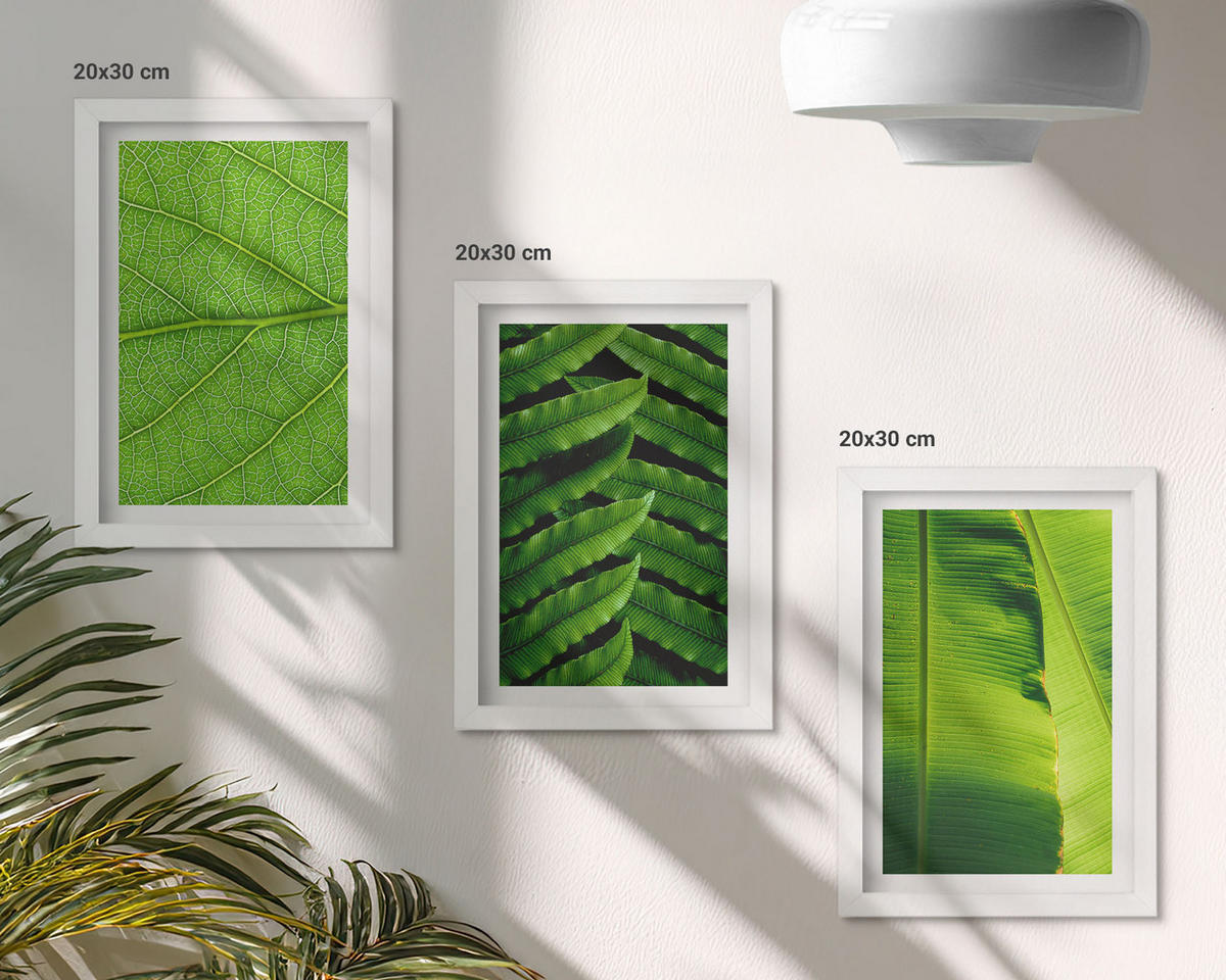 BILDER SET 3er Set - 20x30 cm Weißer Rahmen - Makrofotografie von tropischen Blättern - Weiß, Kunststoff (20/30cm) - TULUP
