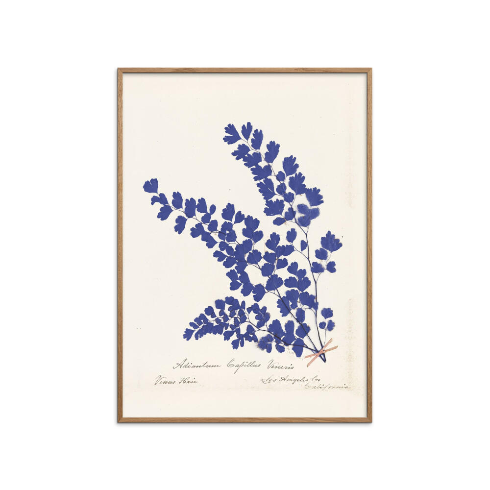 POSTER mit Rahmen Wild Apple - Botanical Fern III Blue - Blau/Eichefarben, Holz/Papier (50/70cm) - Poster&Frame