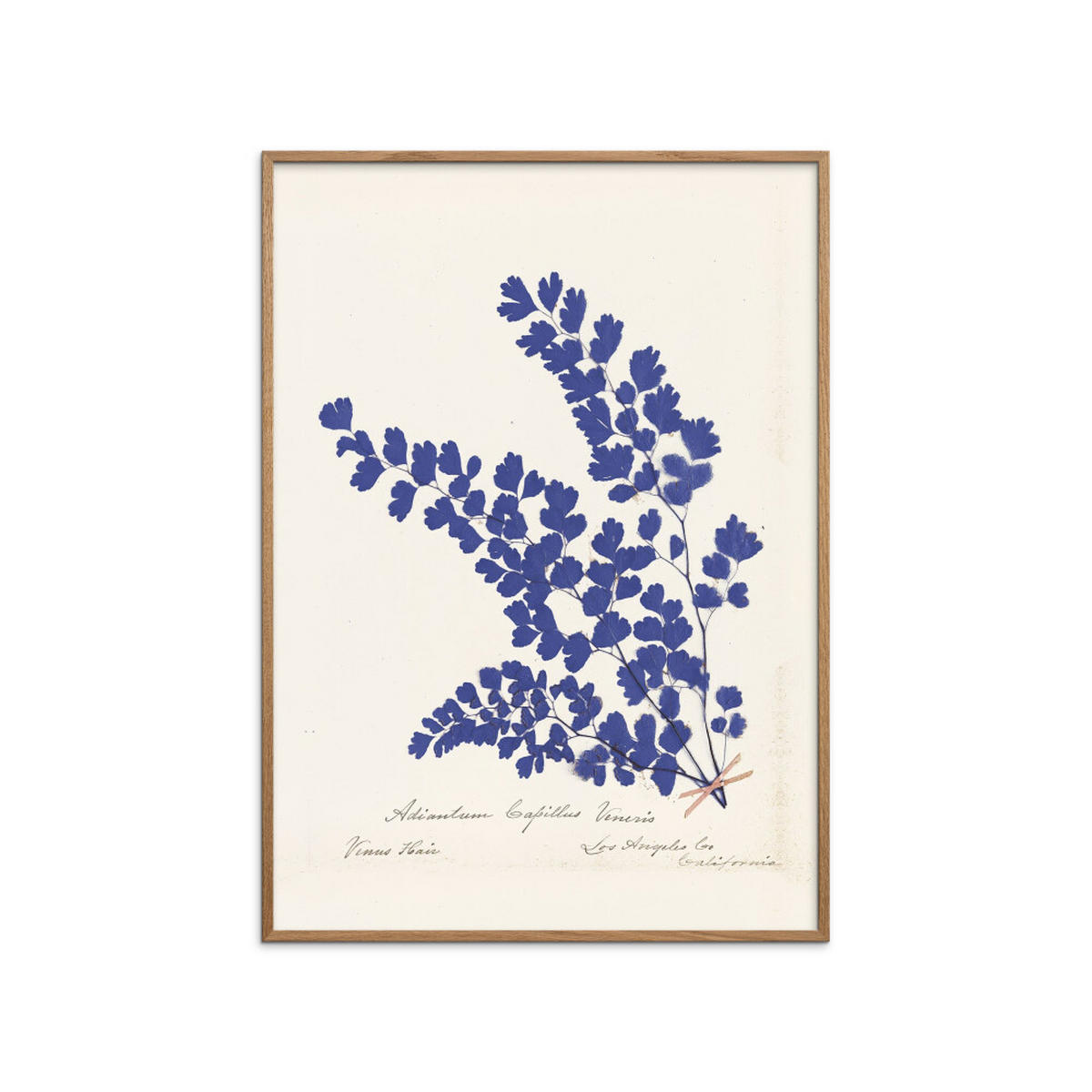 POSTER mit Rahmen Wild Apple - Botanical Fern III Blue - Blau/Eichefarben, Holz/Papier (50/70cm) - Poster&Frame