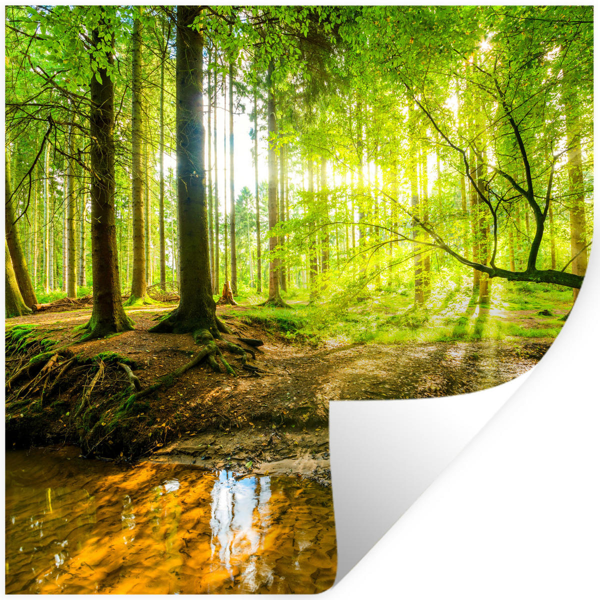 WANDTATTOO Wald - Landschaft - Wasser - Bäume - Sonne - Grün - Natur 50x50 cm - Grün, Kunststoff (50/50/0.1cm) - MuchoWow