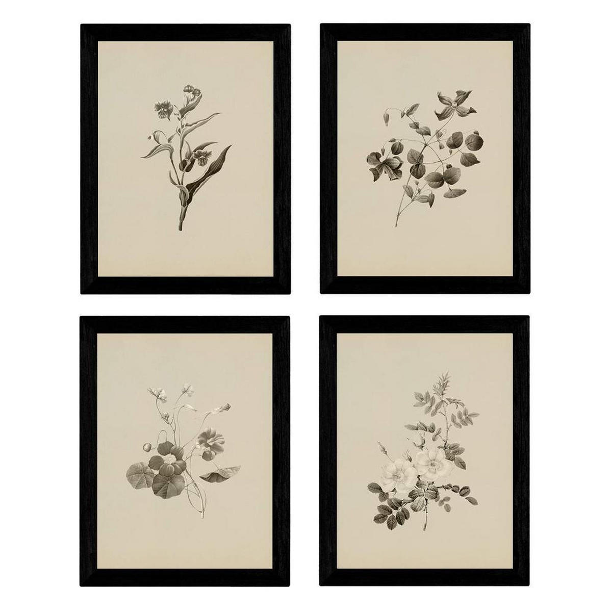 POSTER Set mit 4 Botanische Jahrgang Hintergrund farbige Blumen A3 Rahmenlos - Klar, Papier (29.7/3cm) - Nacnic
