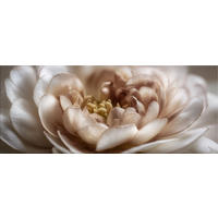 GLASBILD 125x50 cm Blume beige boho - Beige, Glas (125/50cm) - artissimo