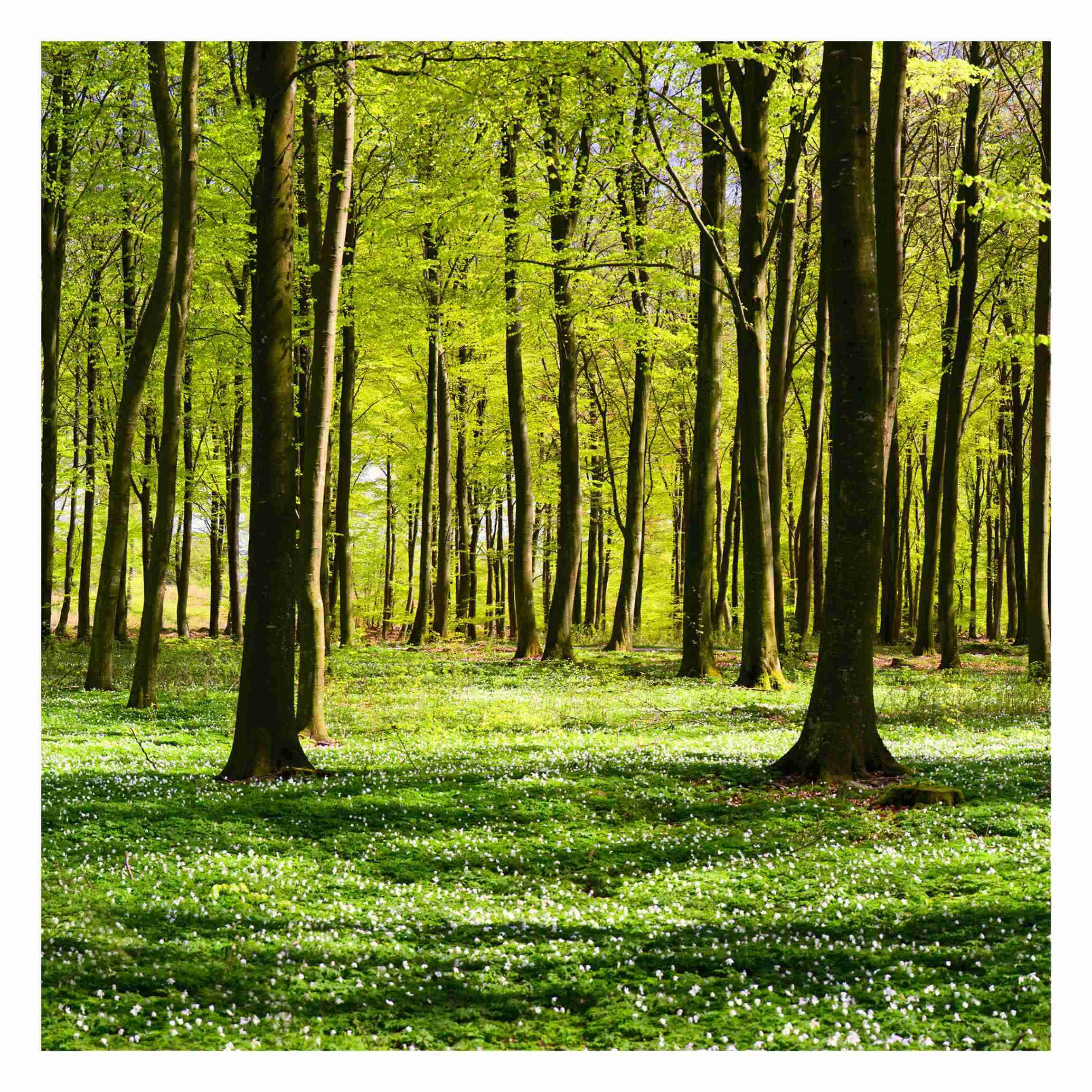 Bilderwelten Fototapete Grün 192x192 cm