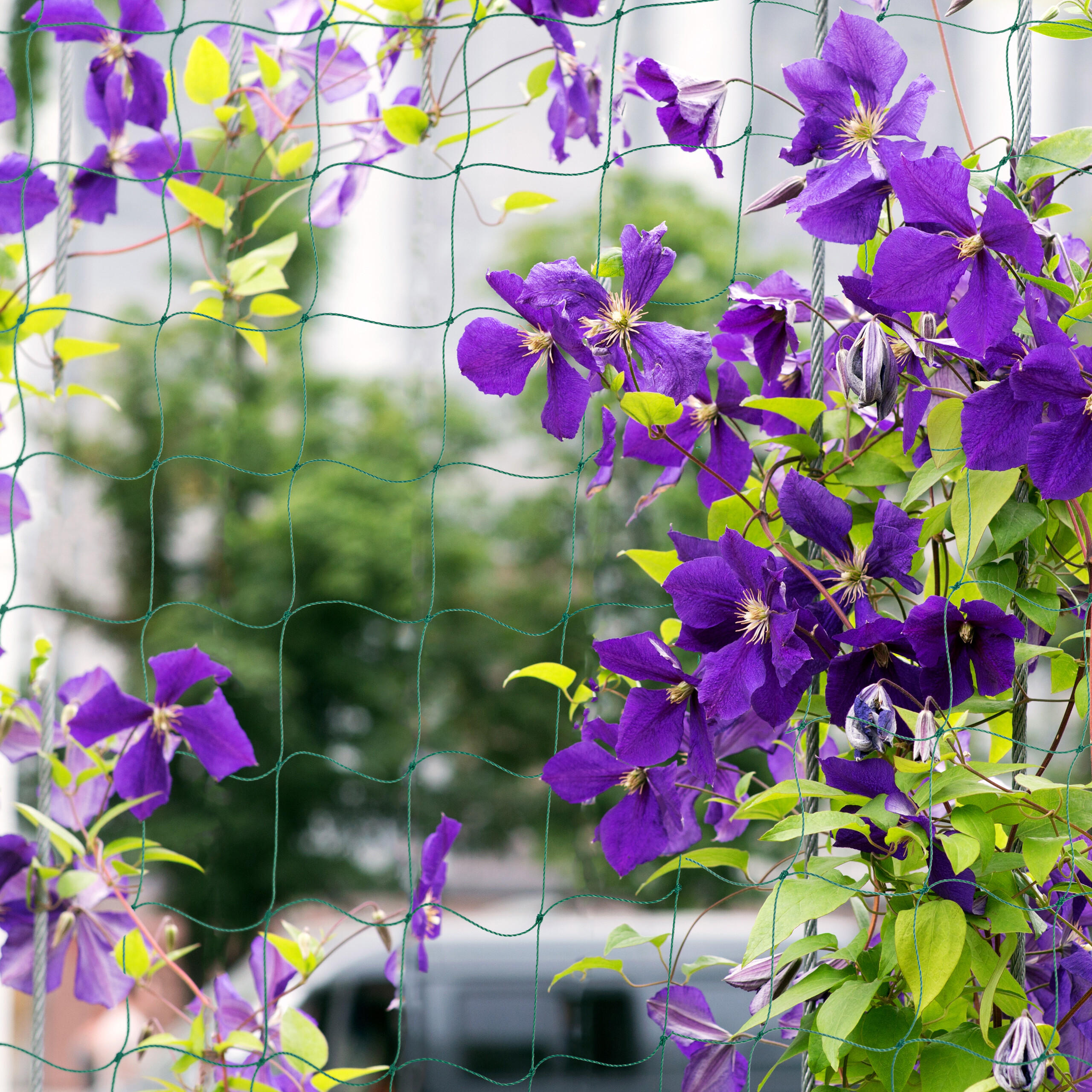 RANKNETZ - Grün, Kunststoff (750/200/0.1cm) - Relaxdays