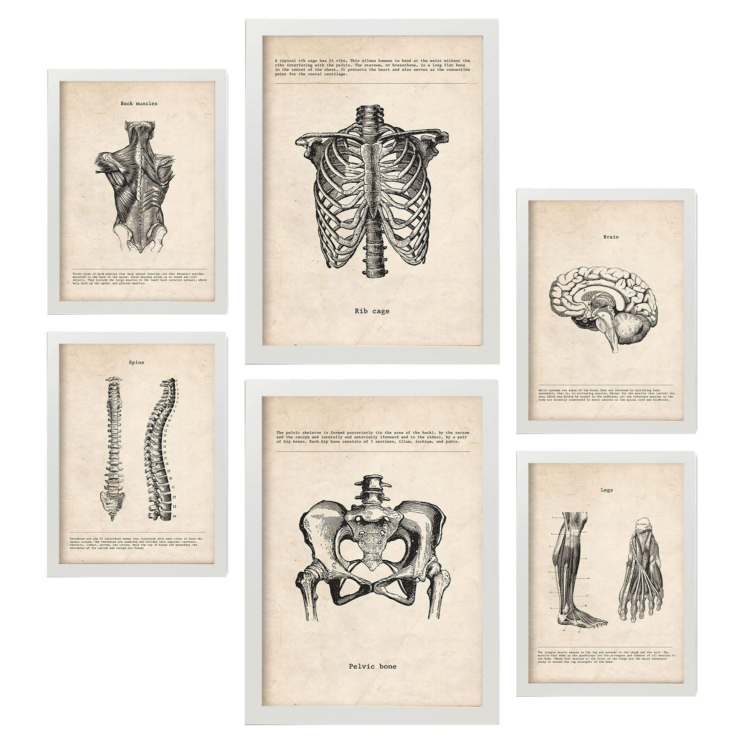 POSTER Set Mit 6 Von Kopf Bis Fuß Medizinische Illustrationen Im Vintage Stil Von Anatomie, Körperteilen, Knochen Und Muskeln A3 & A4 Weißer Rahmen - Weiß, Papier (29/3cm) - Nacnic