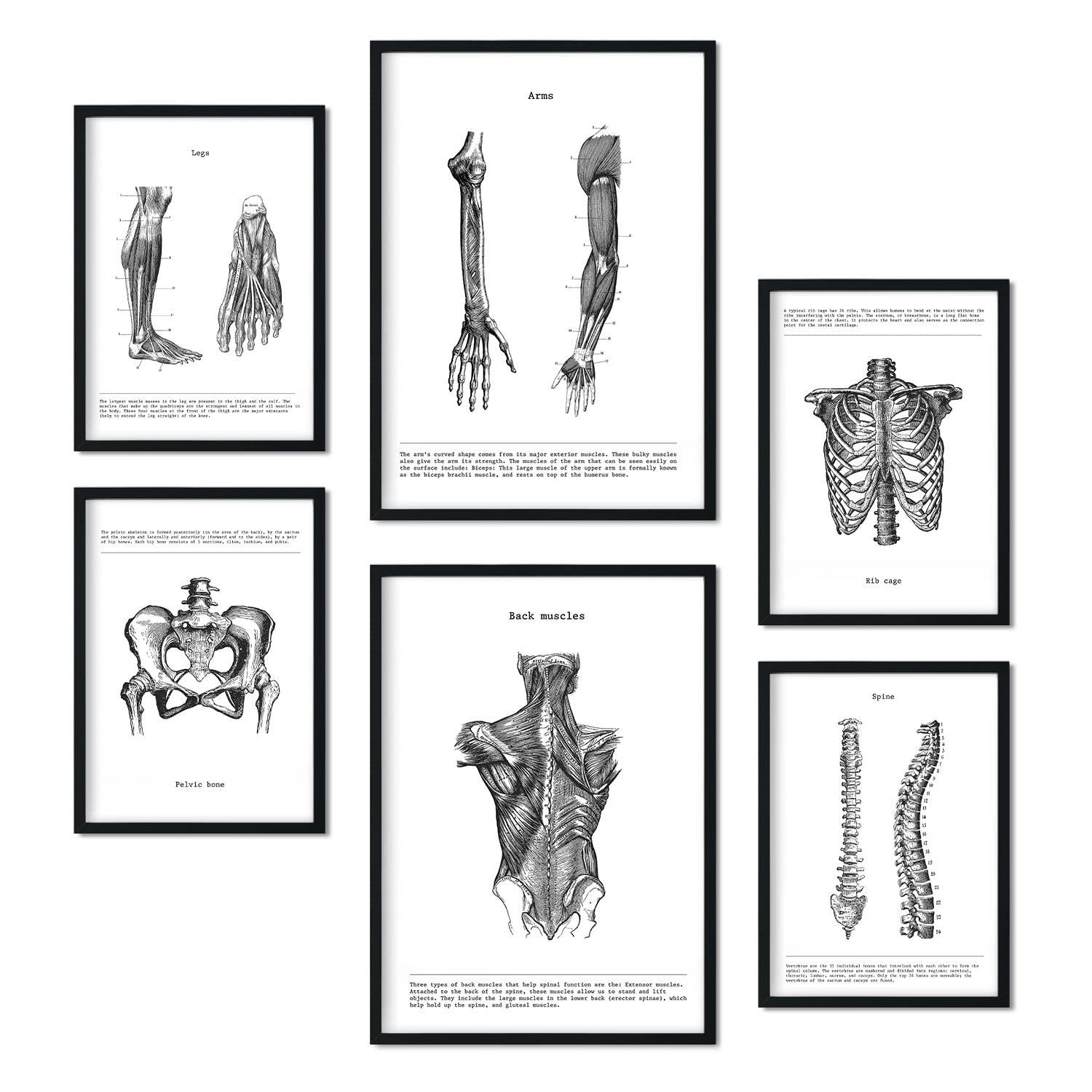 POSTER Set Mit 6 Anatomie Bildern Muskeln Und Knochen Rücken, Bein, Arm, Wirbelsäule, Becken, Rippen Ideal Für Kliniken A3 & A4 Schwarzer Rahmen - Schwarz, Papier (29/3cm) - Nacnic
