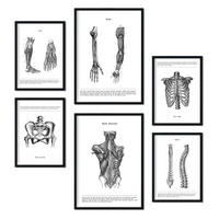 POSTER Set Mit 6 Anatomie Bildern Muskeln Und Knochen Rücken, Bein, Arm, Wirbelsäule, Becken, Rippen Ideal Für Kliniken A3 & A4 Schwarzer Rahmen - Schwarz, Papier (29/3cm) - Nacnic