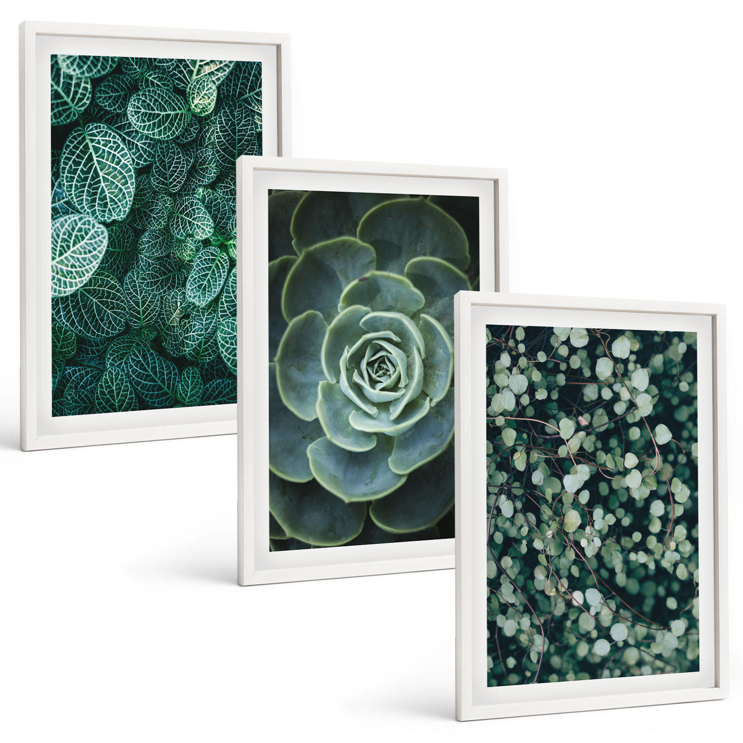 BILDER SET 3er Set - 40x60 cm Weißer Rahmen - Sukkulenten - Weiß, Kunststoff (40/60cm) - TULUP