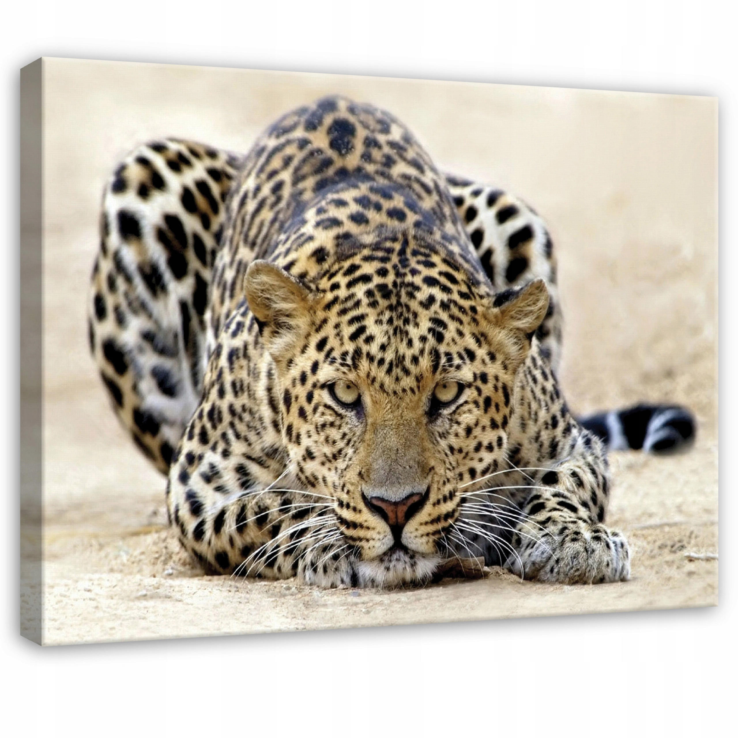 Wallarena OBRAZ na plátně Lampard Animals béžová 120x80 cm