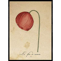 POSTER Mohnblume 2. A4 Schwarzer Rahmen - Schwarz, Papier (29.7/5/21cm) - Nacnic