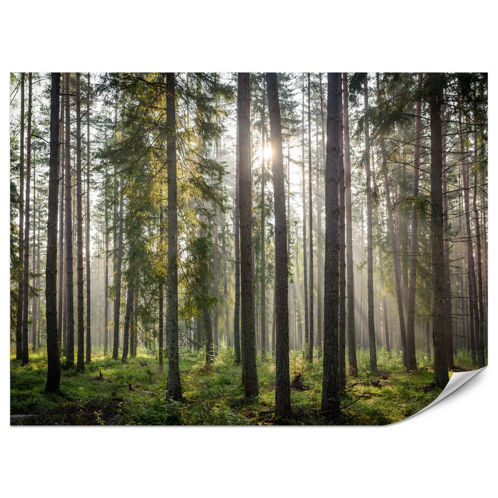 Muralo FOTOTAPETA do Obývacího Pokoje Les Východ Slunce Mech Stromy Zeleň 400x280