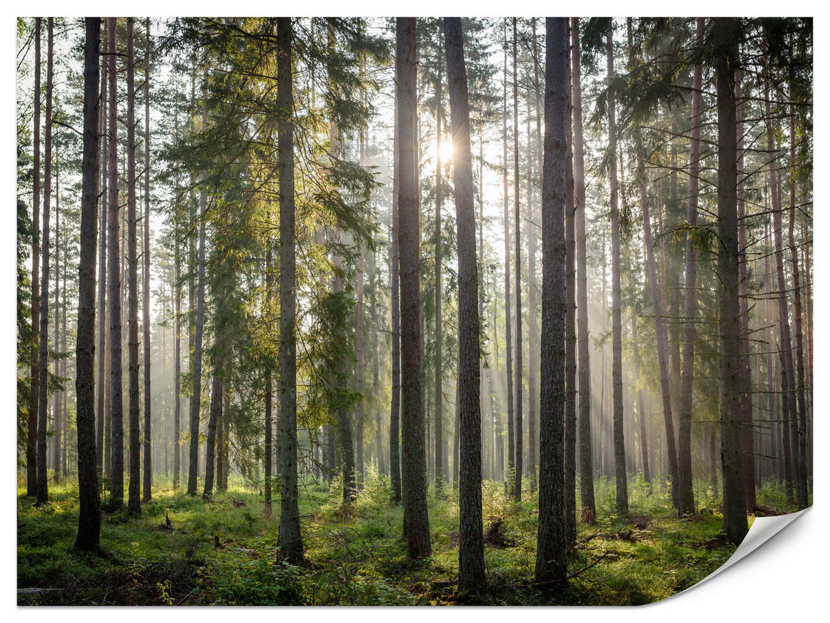 FOTOTAPETA Pre Obývaciu Izbu LES Východ Slnka Mach Stromy Zelená 150 x 105 cm - hnedá/sivá, papier (150/105cm) - Muralo