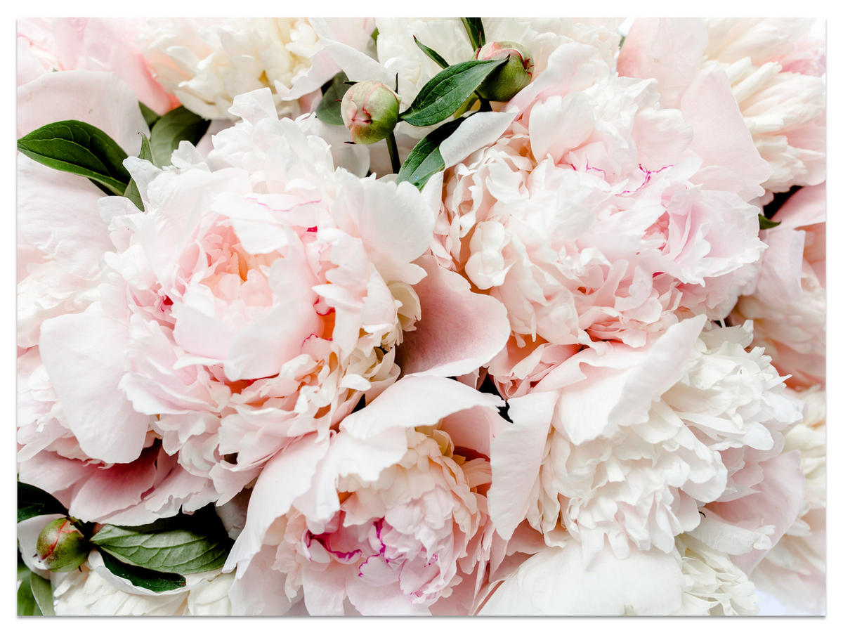 FOTOTAPETE für Schlafzimmer Rosa Zarte Pfingstrosen Natur 250x175 - Rosa/Weiß, Papier (250/175cm) - Muralo