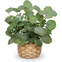 KUNSTPFLANZE Eukalyptus im Topf 32 cm Grün - Grün, Kunststoff (32cm)