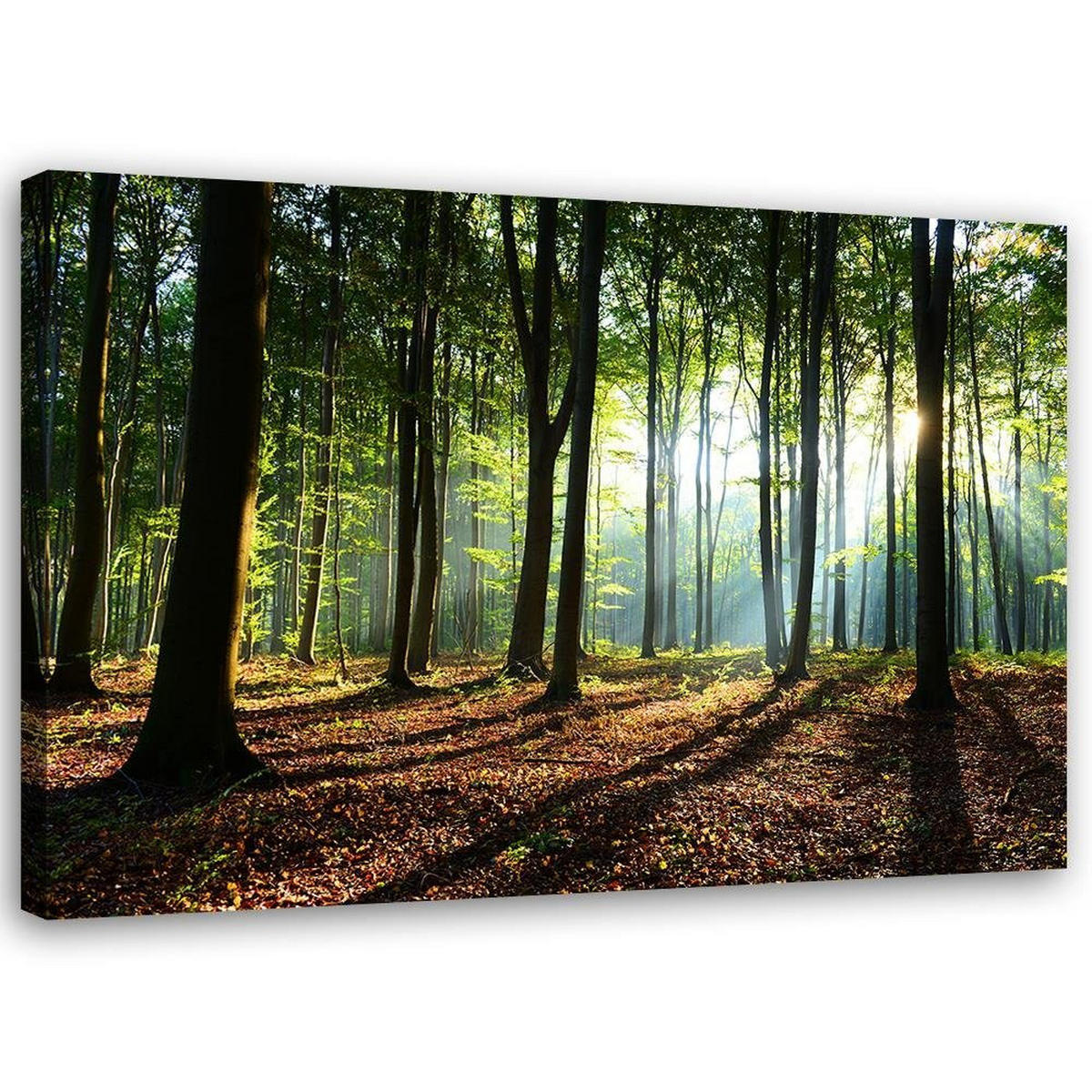 LEINWANDBILD Wald bei Sonnenaufgang 60x40cm - Grün, Textil (60/40cm) - Feeby