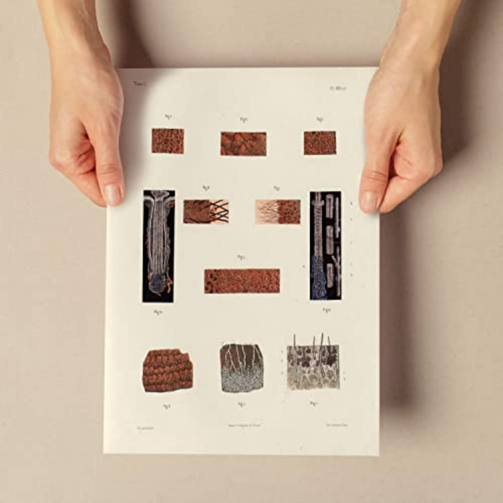 POSTER Medizinische Illustrationen – Haarfollikel A4 Rahmenlos - Klar, Papier (29.7/5/21cm) - Nacnic